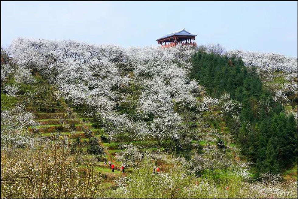 【春天,广西桂林灌阳县向您发出邀请!】我们在灌阳看梨花 - 游山玩水 - 东营生活社区 - 东营28生活网 dy.28life.com