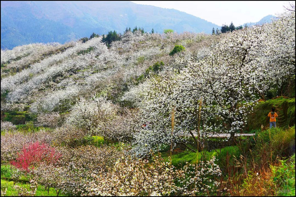【春天,广西桂林灌阳县向您发出邀请!】我们在灌阳看梨花 - 游山玩水 - 东营生活社区 - 东营28生活网 dy.28life.com