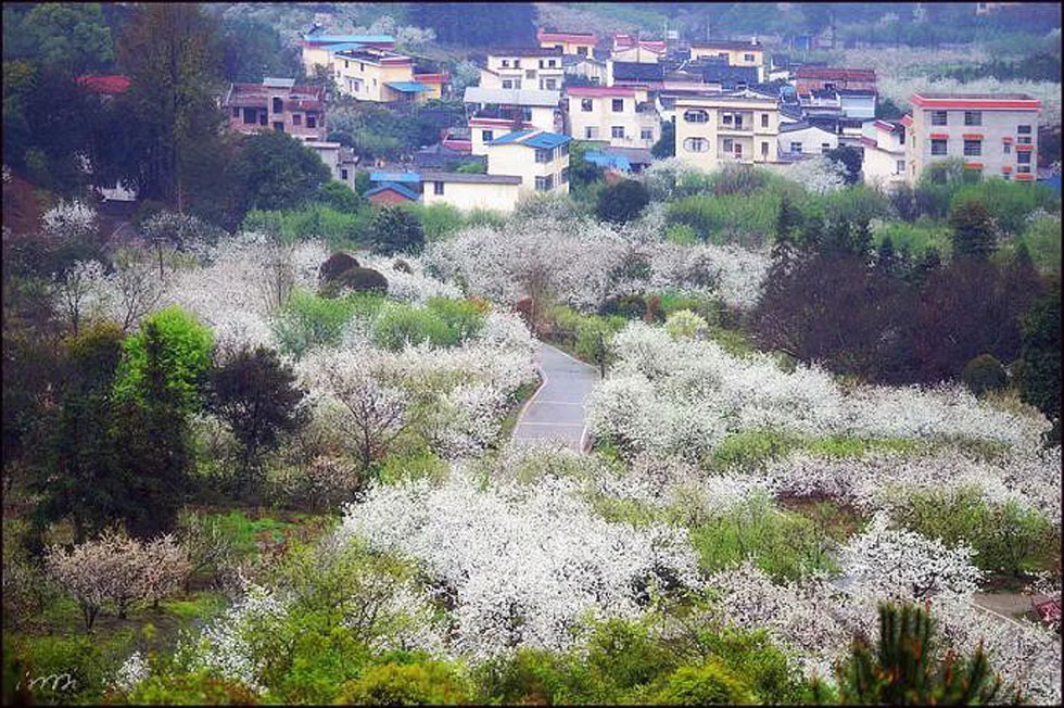 【春天,广西桂林灌阳县向您发出邀请!】我们在灌阳看梨花 - 游山玩水 - 东营生活社区 - 东营28生活网 dy.28life.com