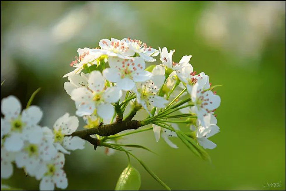 【春天,广西桂林灌阳县向您发出邀请!】我们在灌阳看梨花 - 游山玩水 - 东营生活社区 - 东营28生活网 dy.28life.com