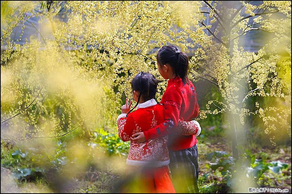【春天,广西桂林灌阳县向您发出邀请!】米珠山前有片山苍子花在飘香 - 游山玩水 - 东营生活社区 - 东营28生活网 dy.28life.com