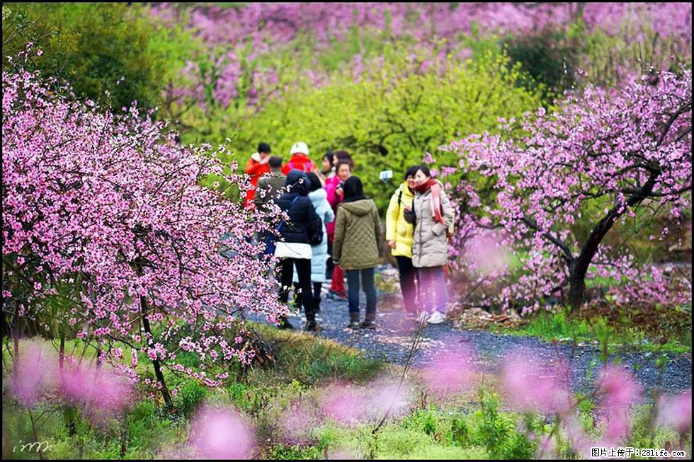 【春天,广西桂林灌阳县向您发出邀请!】官庄村有个醉美的桃花园 - 游山玩水 - 东营生活社区 - 东营28生活网 dy.28life.com