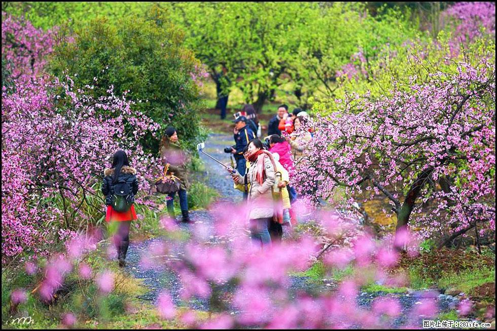 【春天,广西桂林灌阳县向您发出邀请!】官庄村有个醉美的桃花园 - 游山玩水 - 东营生活社区 - 东营28生活网 dy.28life.com