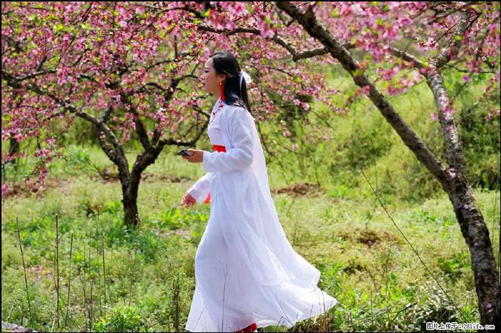 【春天,广西桂林灌阳县向您发出邀请!】官庄村有个醉美的桃花园 - 游山玩水 - 东营生活社区 - 东营28生活网 dy.28life.com