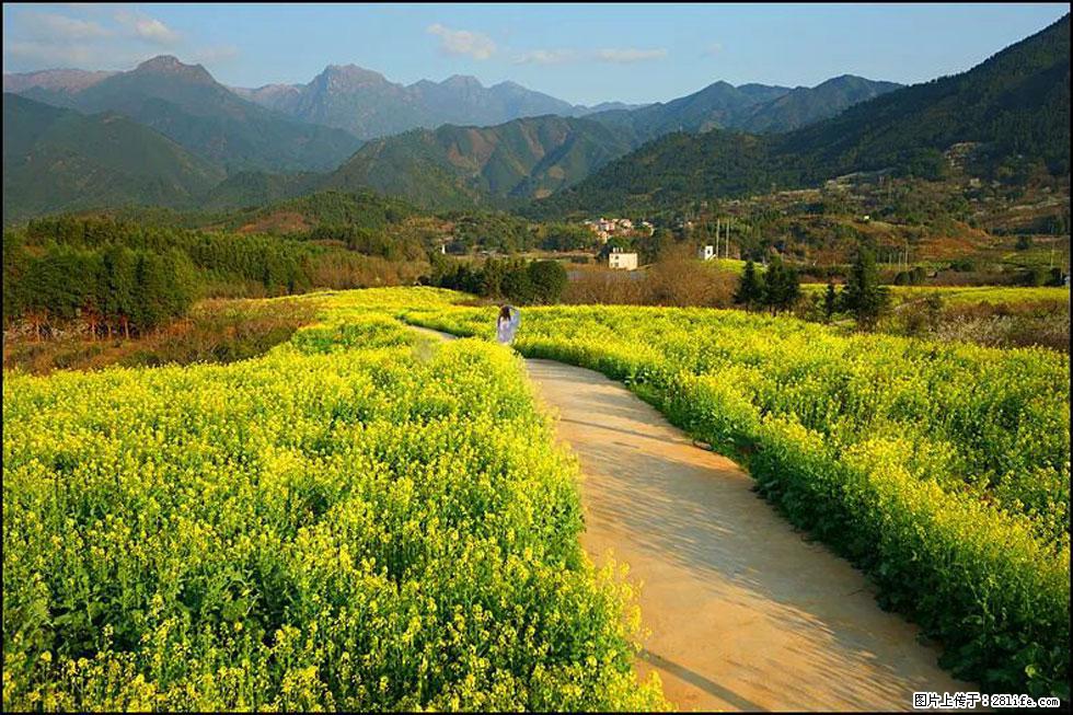 【春天,广西桂林灌阳县向您发出邀请!】长坪村油菜盛情花开 - 游山玩水 - 东营生活社区 - 东营28生活网 dy.28life.com