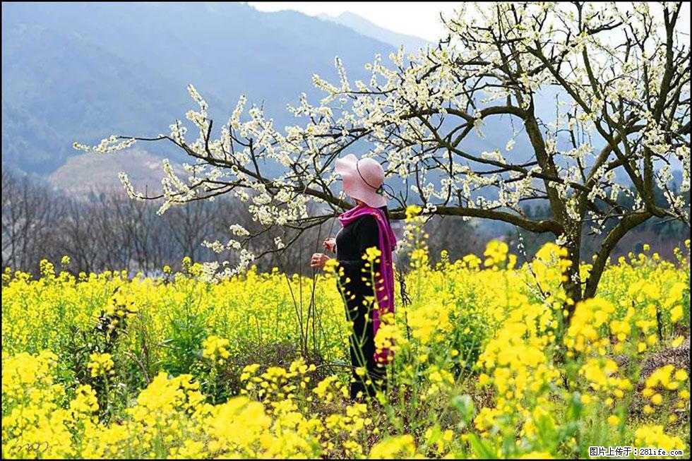 【春天,广西桂林灌阳县向您发出邀请!】长坪村油菜盛情花开 - 游山玩水 - 东营生活社区 - 东营28生活网 dy.28life.com