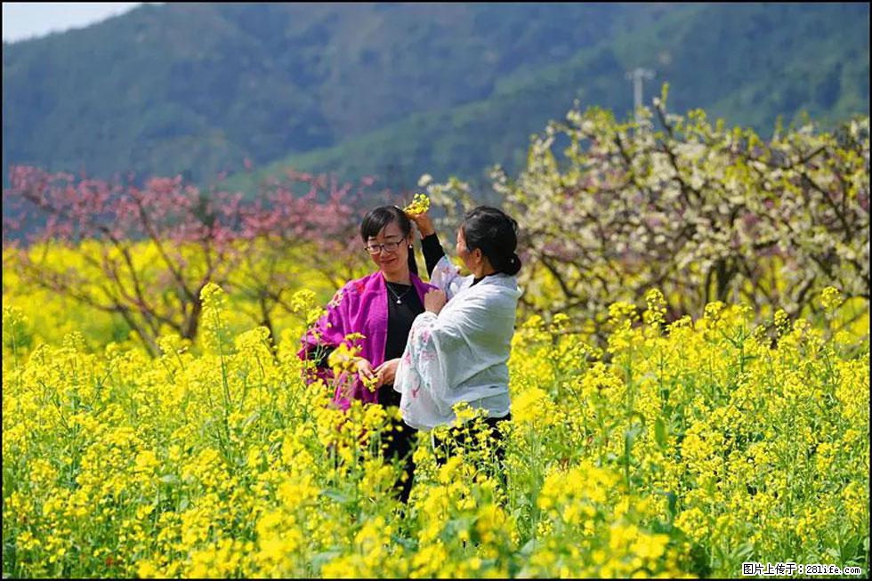 【春天,广西桂林灌阳县向您发出邀请!】长坪村油菜盛情花开 - 游山玩水 - 东营生活社区 - 东营28生活网 dy.28life.com