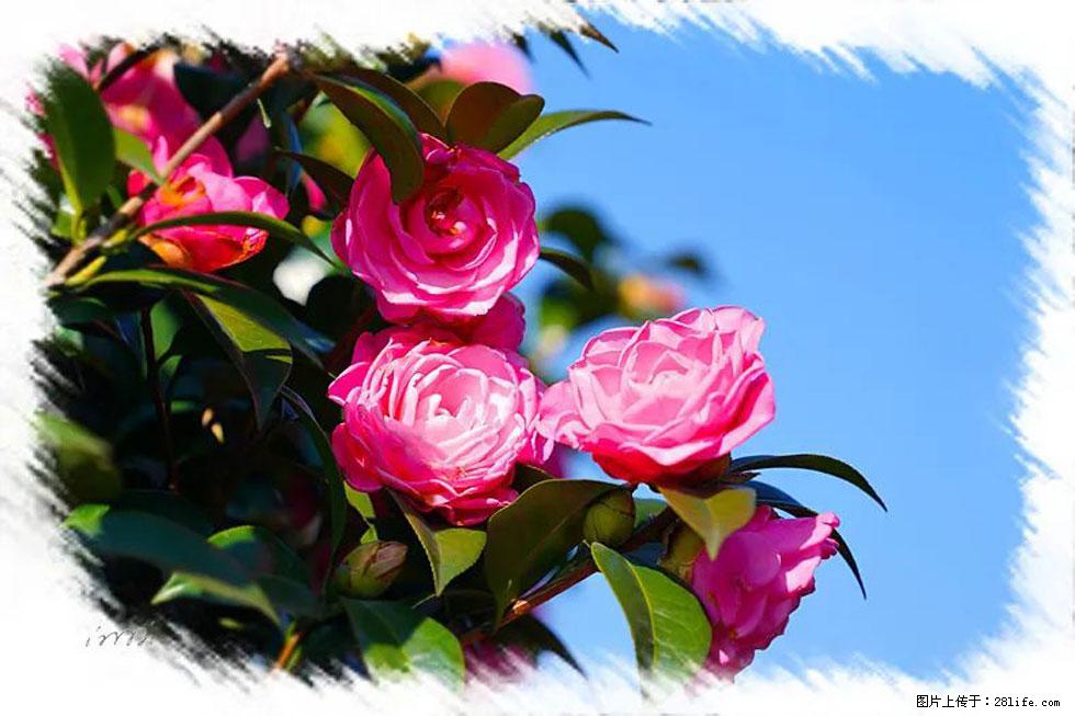 【春天,广西桂林灌阳县向您发出邀请!】杨柳井茶花惹人爱 - 游山玩水 - 东营生活社区 - 东营28生活网 dy.28life.com