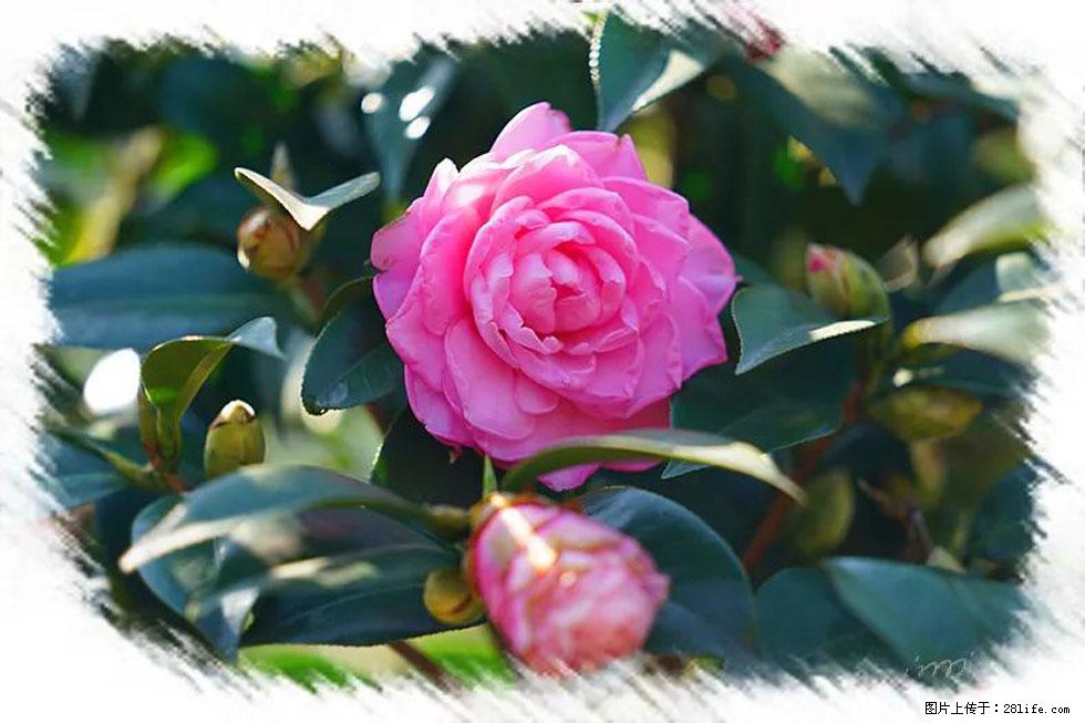 【春天,广西桂林灌阳县向您发出邀请!】杨柳井茶花惹人爱 - 游山玩水 - 东营生活社区 - 东营28生活网 dy.28life.com