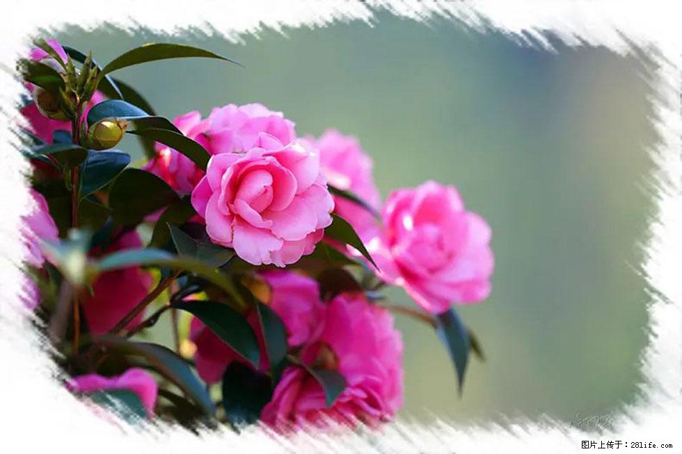 【春天,广西桂林灌阳县向您发出邀请!】杨柳井茶花惹人爱 - 游山玩水 - 东营生活社区 - 东营28生活网 dy.28life.com