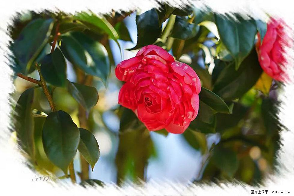 【春天,广西桂林灌阳县向您发出邀请!】杨柳井茶花惹人爱 - 游山玩水 - 东营生活社区 - 东营28生活网 dy.28life.com