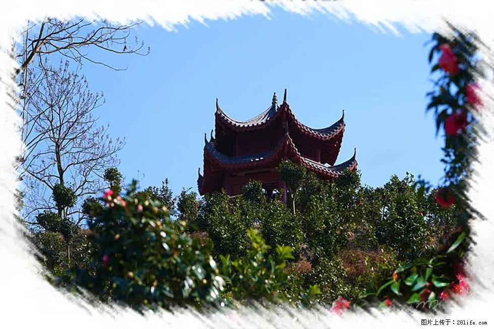 【春天,广西桂林灌阳县向您发出邀请!】杨柳井茶花惹人爱 - 游山玩水 - 东营生活社区 - 东营28生活网 dy.28life.com