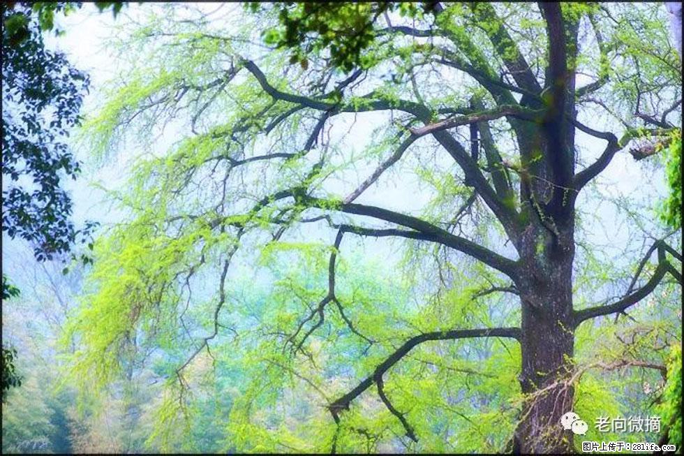 【春天,广西桂林灌阳县向您发出邀请!】在小龙村与春天约会 - 游山玩水 - 东营生活社区 - 东营28生活网 dy.28life.com
