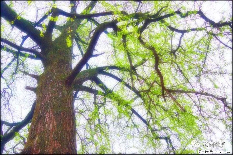 【春天,广西桂林灌阳县向您发出邀请!】在小龙村与春天约会 - 游山玩水 - 东营生活社区 - 东营28生活网 dy.28life.com