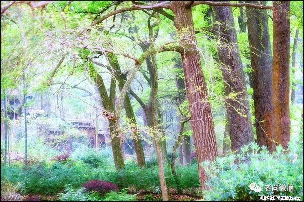 【春天,广西桂林灌阳县向您发出邀请!】在小龙村与春天约会 - 游山玩水 - 东营生活社区 - 东营28生活网 dy.28life.com