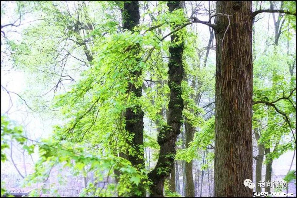 【春天,广西桂林灌阳县向您发出邀请!】在小龙村与春天约会 - 游山玩水 - 东营生活社区 - 东营28生活网 dy.28life.com