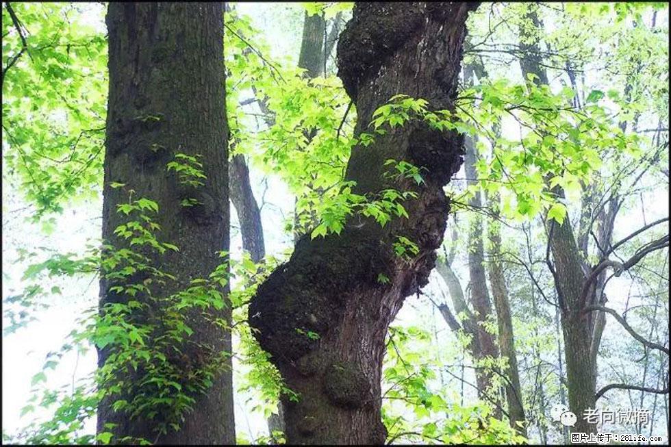 【春天,广西桂林灌阳县向您发出邀请!】在小龙村与春天约会 - 游山玩水 - 东营生活社区 - 东营28生活网 dy.28life.com