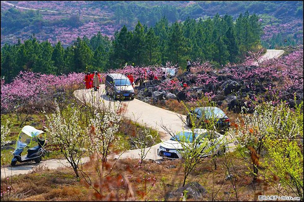 【春天，广西桂林灌阳县向您发出邀请！】望月岭上桃花开 - 游山玩水 - 东营生活社区 - 东营28生活网 dy.28life.com
