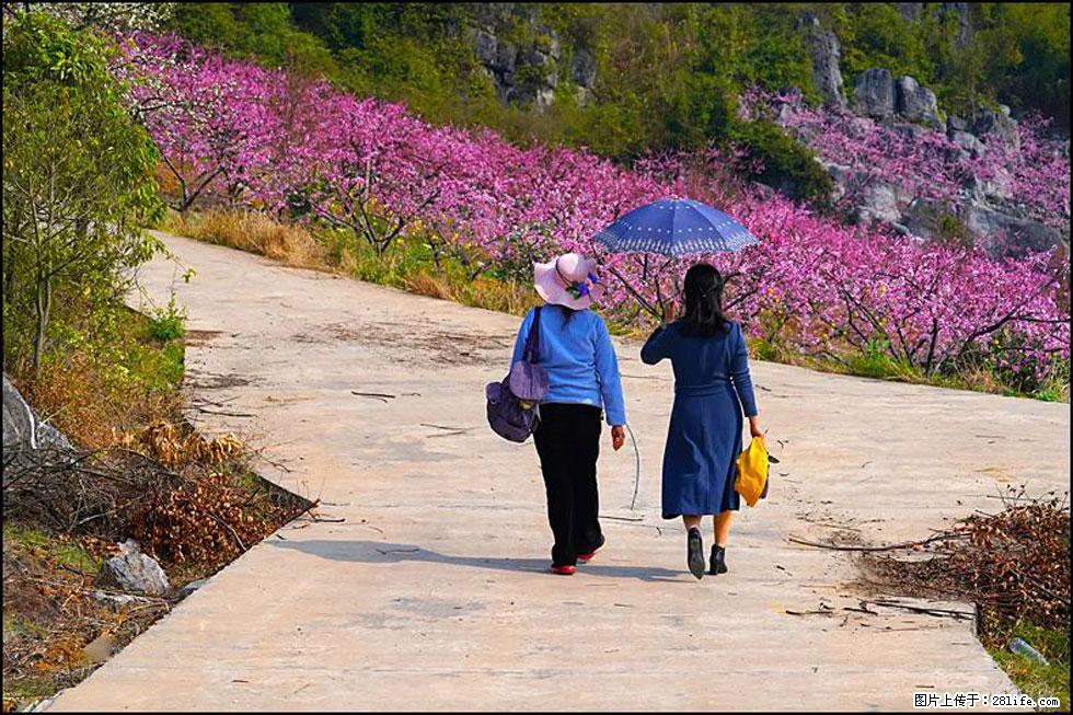 【春天，广西桂林灌阳县向您发出邀请！】望月岭上桃花开 - 游山玩水 - 东营生活社区 - 东营28生活网 dy.28life.com