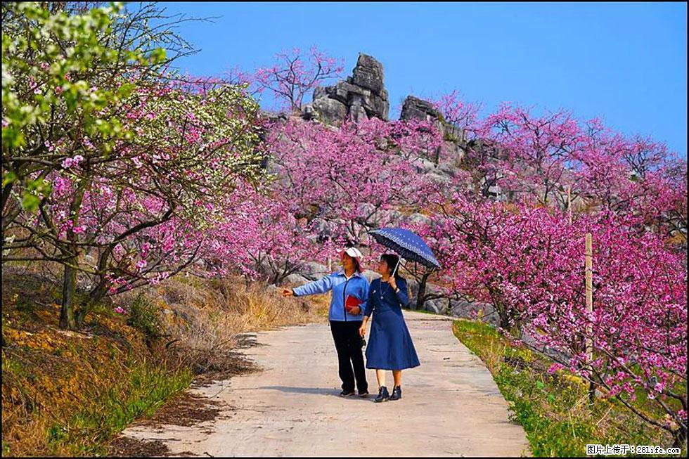 【春天，广西桂林灌阳县向您发出邀请！】望月岭上桃花开 - 游山玩水 - 东营生活社区 - 东营28生活网 dy.28life.com