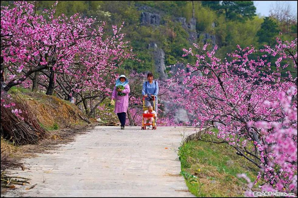 【春天，广西桂林灌阳县向您发出邀请！】望月岭上桃花开 - 游山玩水 - 东营生活社区 - 东营28生活网 dy.28life.com
