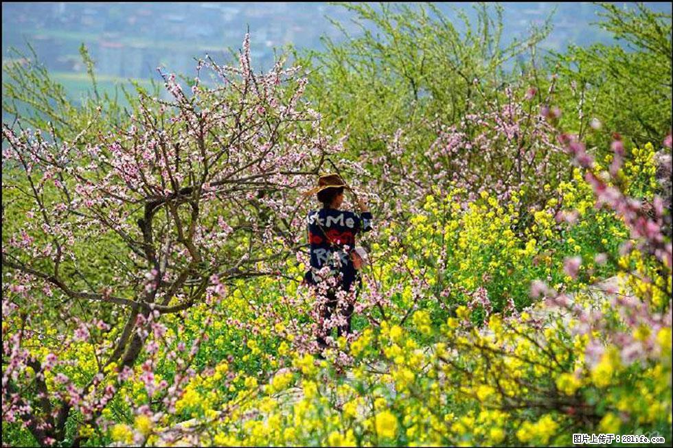 【春天，广西桂林灌阳县向您发出邀请！】望月岭上桃花开 - 游山玩水 - 东营生活社区 - 东营28生活网 dy.28life.com