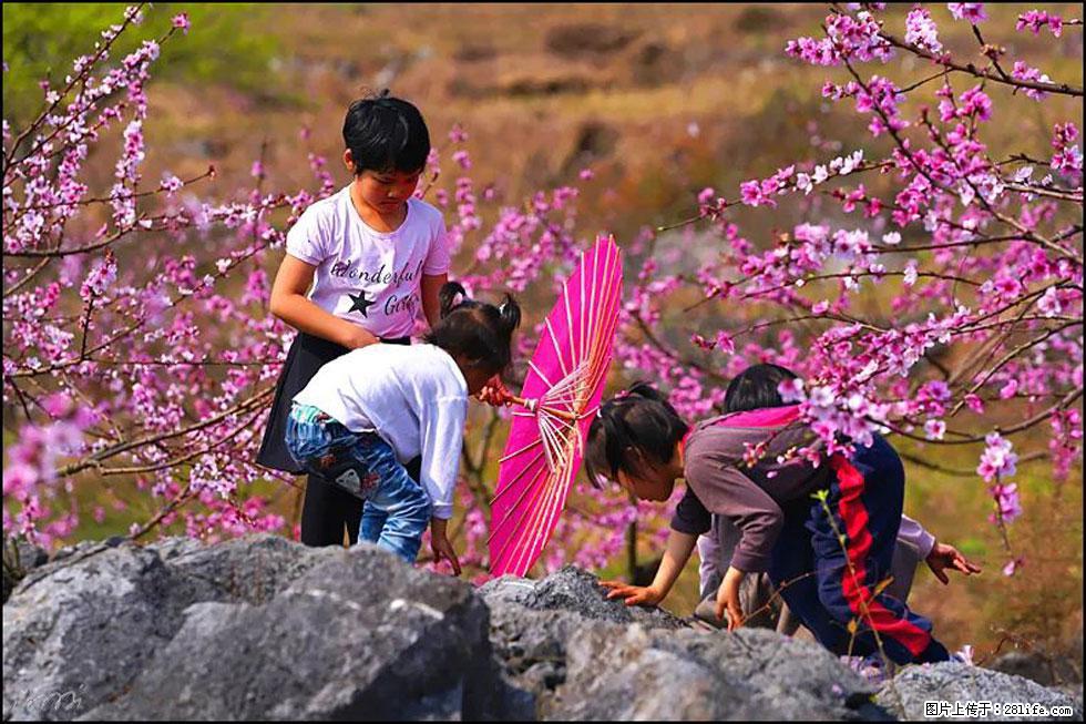 【春天，广西桂林灌阳县向您发出邀请！】望月岭上桃花开 - 游山玩水 - 东营生活社区 - 东营28生活网 dy.28life.com