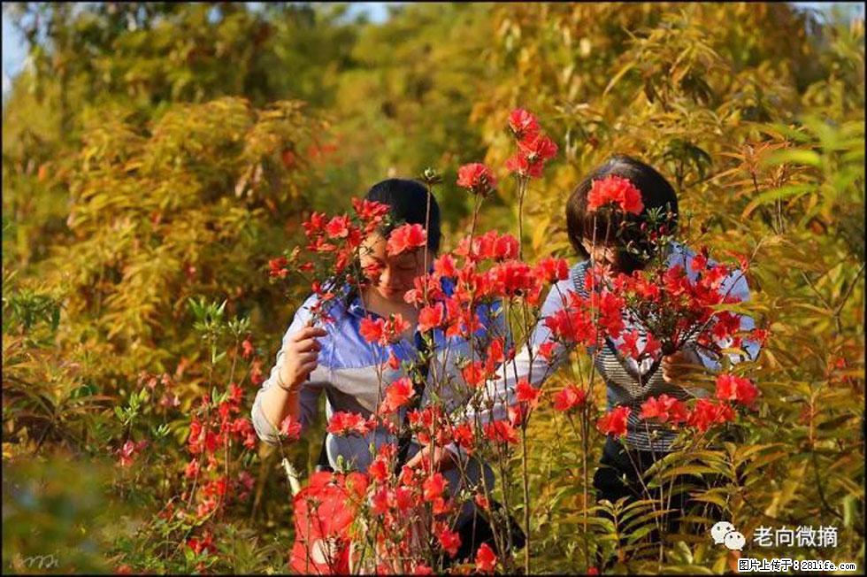 【春天，广西桂林灌阳县向您发出邀请！】登麒麟山，相约映山红 - 游山玩水 - 东营生活社区 - 东营28生活网 dy.28life.com