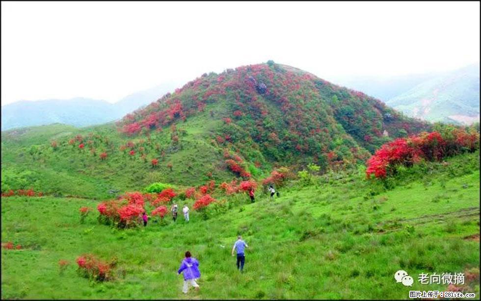 【春天，广西桂林灌阳县向您发出邀请！】宝盖山上映山红 - 游山玩水 - 东营生活社区 - 东营28生活网 dy.28life.com