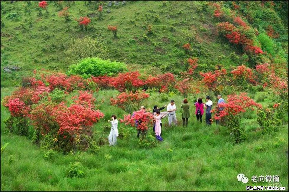 【春天，广西桂林灌阳县向您发出邀请！】宝盖山上映山红 - 游山玩水 - 东营生活社区 - 东营28生活网 dy.28life.com