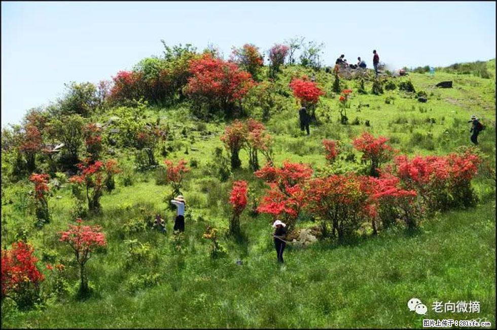 【春天，广西桂林灌阳县向您发出邀请！】宝盖山上映山红 - 游山玩水 - 东营生活社区 - 东营28生活网 dy.28life.com