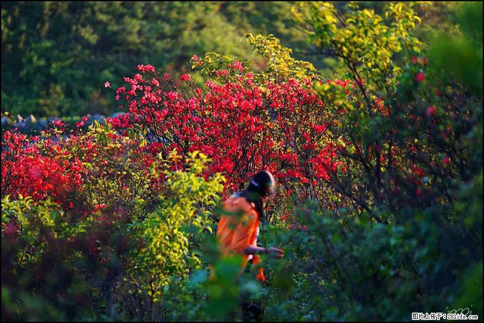 【春天,广西桂林灌阳县向您发出邀请!】春木界上映山红 - 游山玩水 - 东营生活社区 - 东营28生活网 dy.28life.com