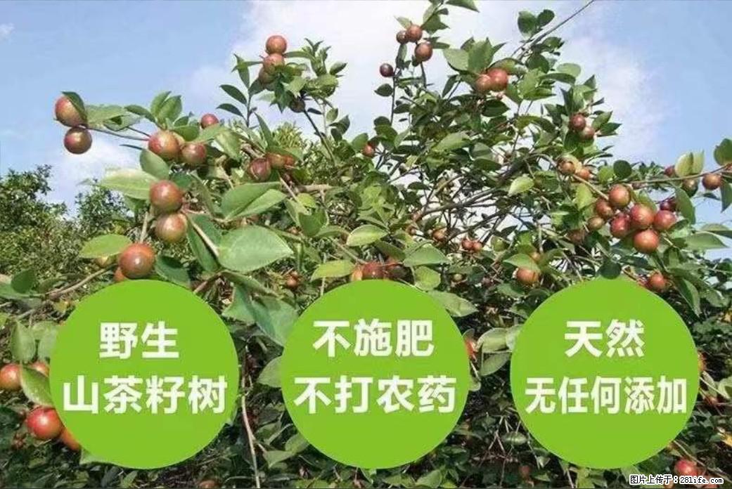 【灌阳县油茶产业示范区】一个有着充实的精神生活的人,对待身外之物自会有一种淡泊的态度 - 美食天地 - 东营生活社区 - 东营28生活网 dy.28life.com