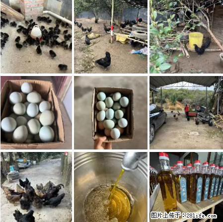 油茶园从小鸡仔开始养起的纯土鸡、土鸡蛋可以预定啦!还有前几天刚榨的纯山茶油哦 - 美食天地 - 东营生活社区 - 东营28生活网 dy.28life.com