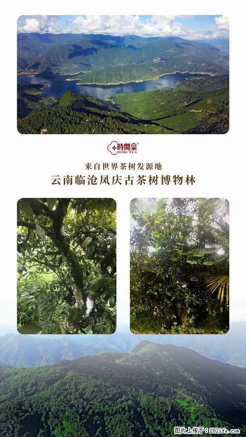 时间果百年古树2025年春红茶 - 购物交流 - 东营生活社区 - 东营28生活网 dy.28life.com