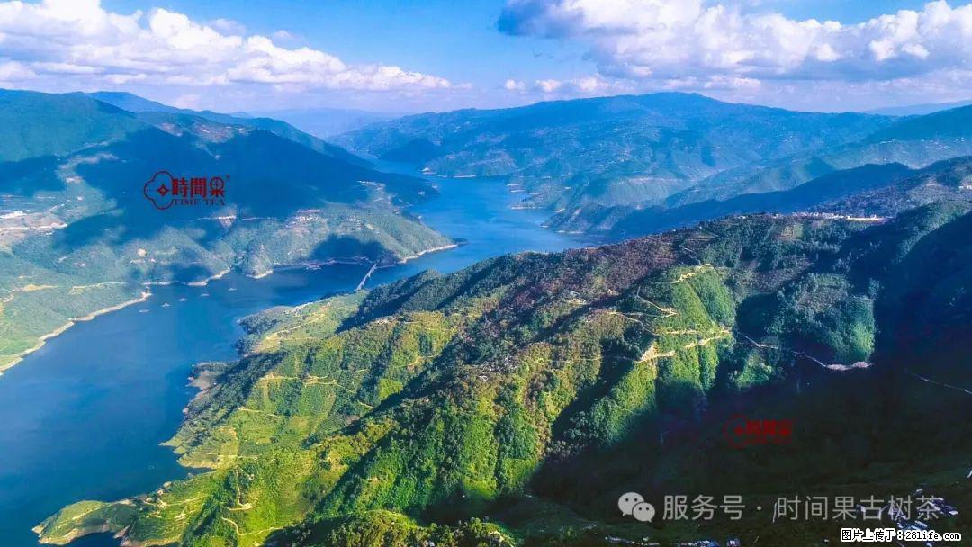 时间果百年古树龙珠普洱生茶 - 购物交流 - 东营生活社区 - 东营28生活网 dy.28life.com