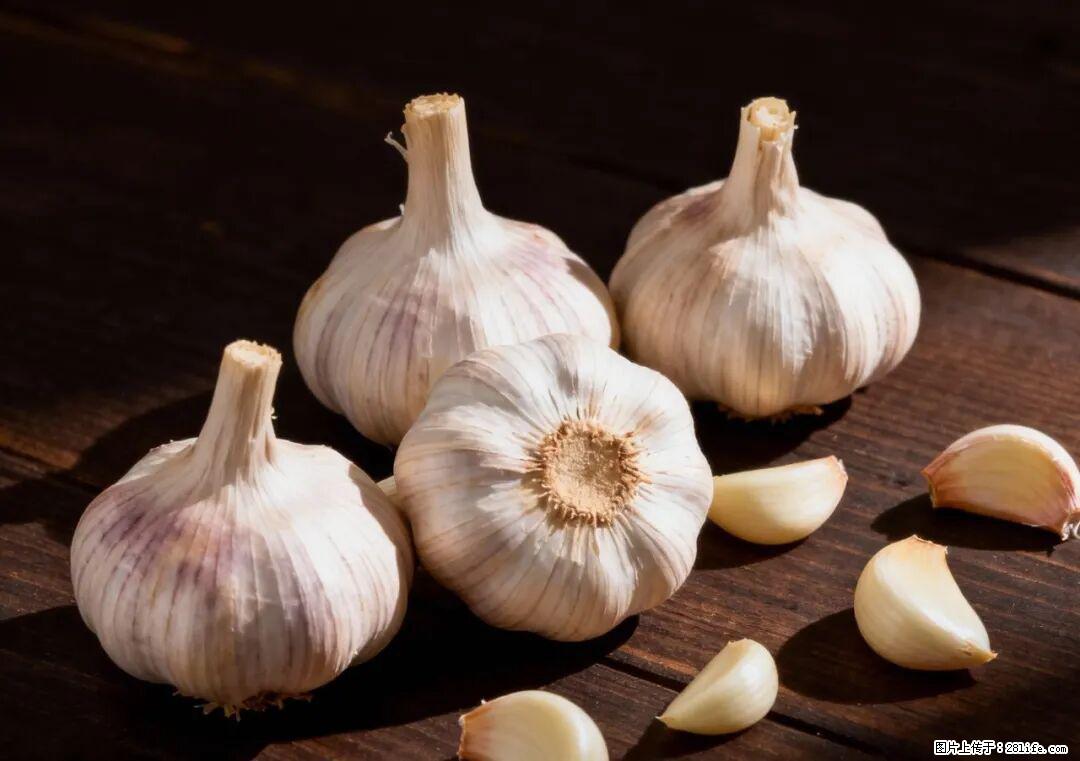 关于大蒜,除了“天然抗生素”,这4个谣言更该警惕! - 东营生活资讯 - 东营28生活网 dy.28life.com