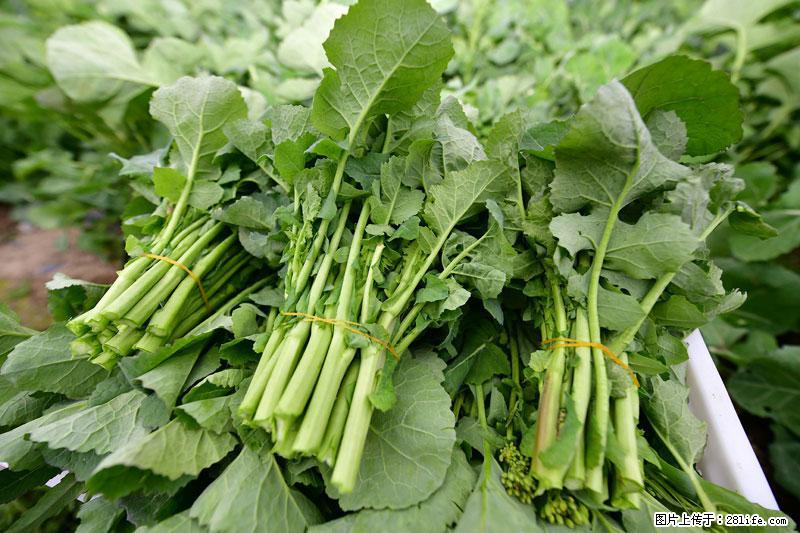 这些蔬菜是“天然钙片”，这6种被医生重点推荐 - 东营生活资讯 - 东营28生活网 dy.28life.com